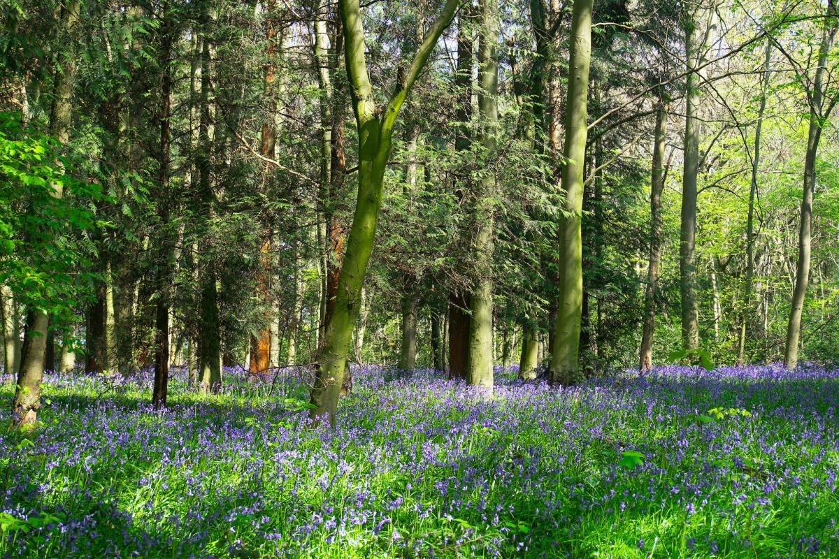 Bluebells in the woods