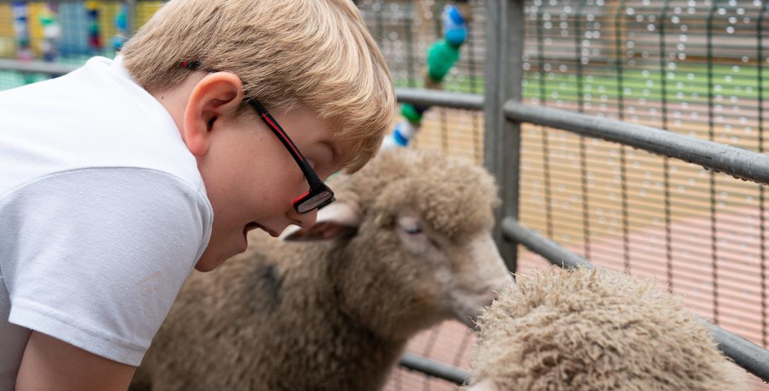A boy in glasses smiles in delight at some sheep