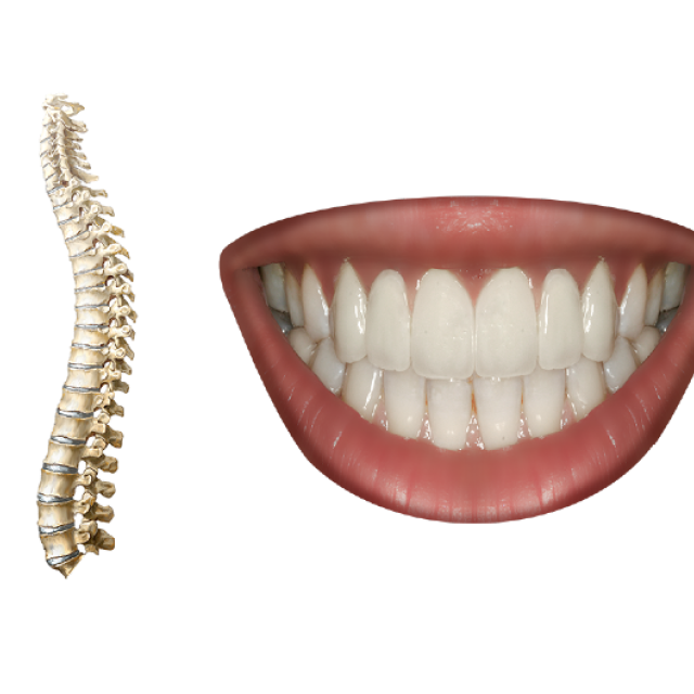 Bones and teeth