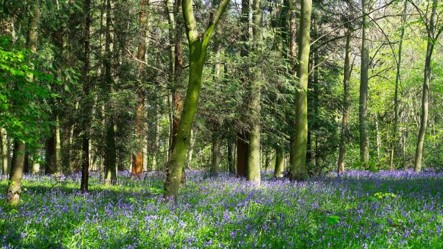Bluebells in the woods
