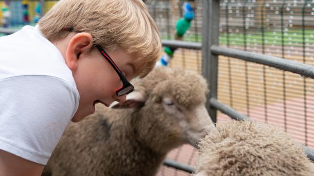 A boy in glasses smiles in delight at some sheep